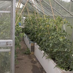 tomatoes-in-the-big-greenhouse